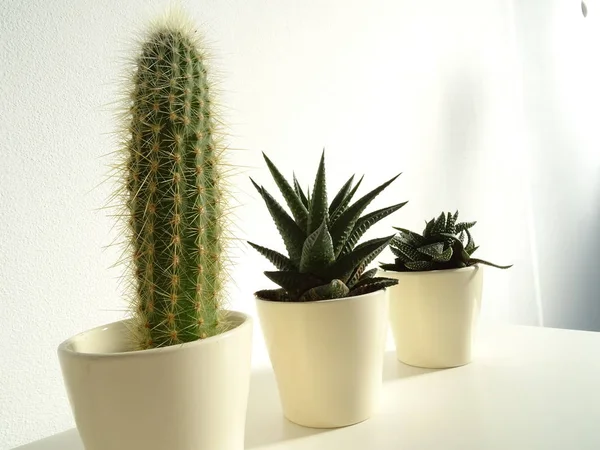 Tre Baby Kaktusar Beige Blomkrukor — Stockfoto