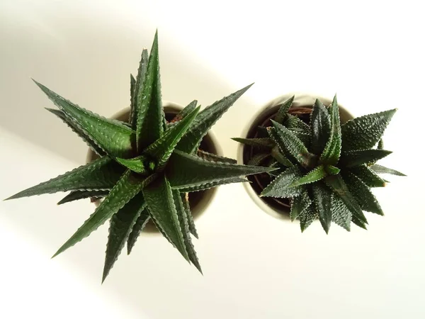 Dos Cactus Espinosos Arriba — Foto de Stock