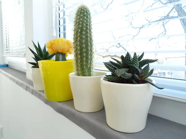 Cuatro Macetas Con Cactus — Foto de Stock