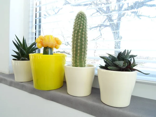 Cuatro Macetas Con Cactus — Foto de Stock