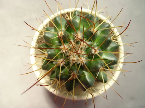 Vista Cactus Desde Arriba — Foto de Stock