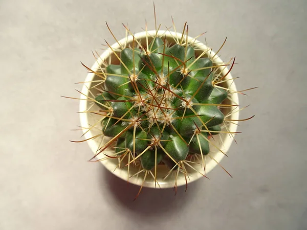 Vista Cactus Desde Arriba —  Fotos de Stock