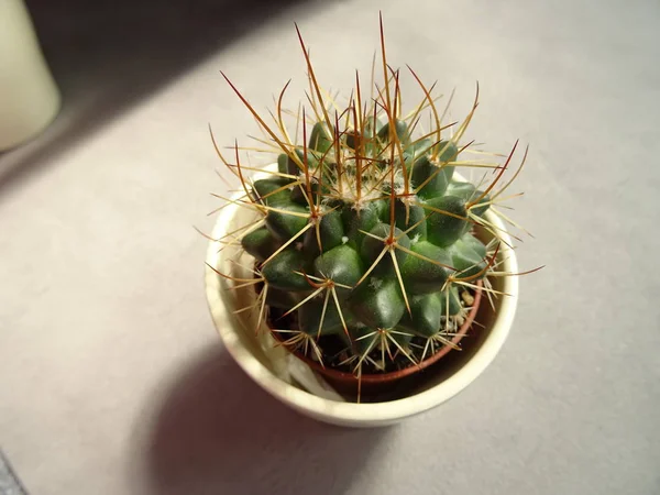 Vista Cactus Desde Arriba —  Fotos de Stock