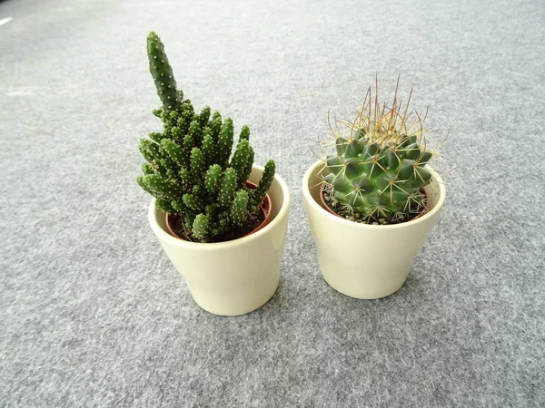 Dos Pequeños Cactus Macetas — Foto de Stock