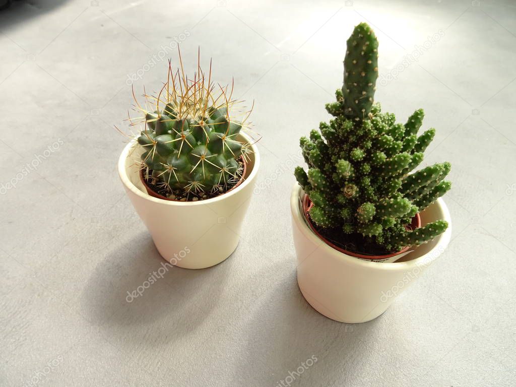 Two Small Cacti in Flower Pots