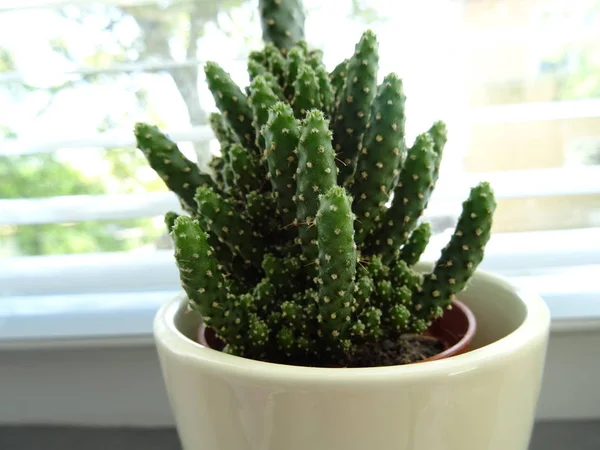 Pequeño Cactus Maceta — Foto de Stock