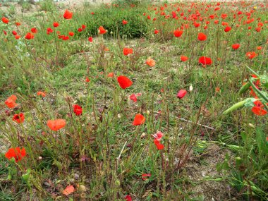 Kırmızı gelincikler tarlası
