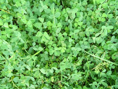 Taze yeşil Yonca alanı