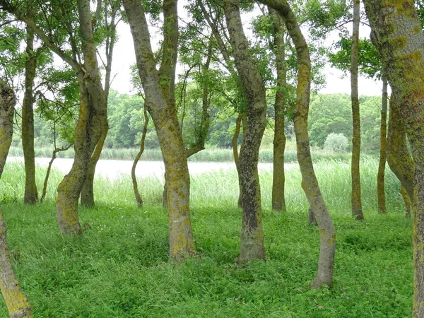 Árvores Verdes Grama Verde — Fotografia de Stock