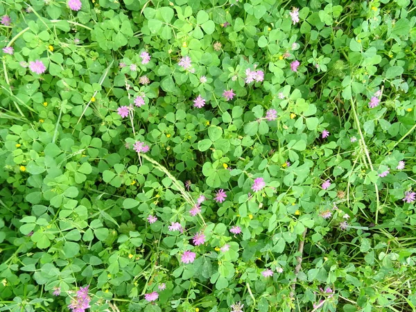 Groen Gras Met Violette Bloemen — Stockfoto