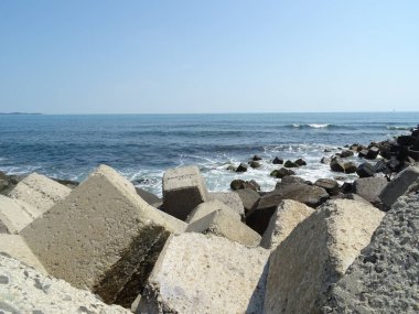 Omurgalı deniz kenarı