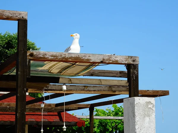 Gaviota Tejado Madera — Foto de Stock