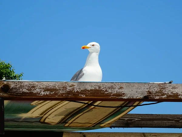 木製の屋根にシーガル — ストック写真