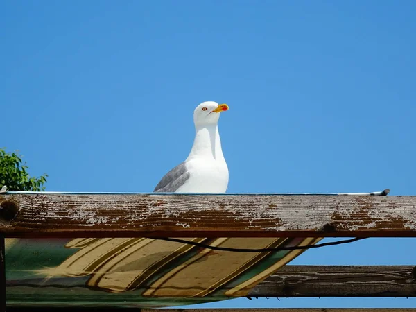 Seagull Wooden Roof — Stock Photo, Image