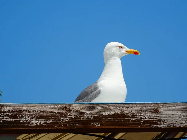 Seagull Wooden Roof — Stock Photo, Image