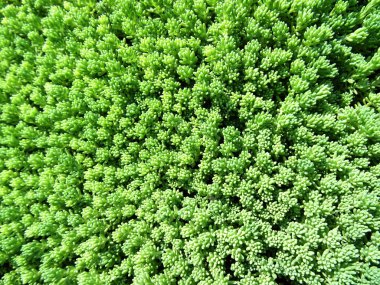 Parlak yeşil yosun, yakın