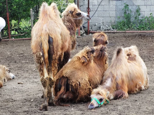 Tres Camellos Zoológico — Foto de Stock