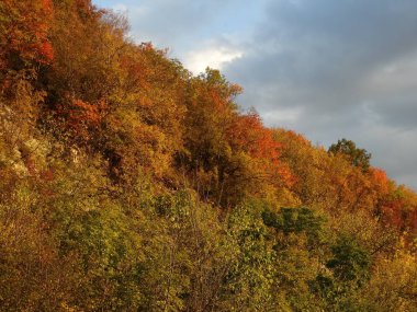 Gündüz vakti Sonbahar Ormanı 