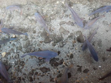 Kılıf-Balık yetiştirme havuzu