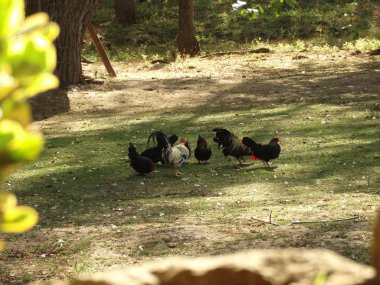 Hens ve Horozlar sahada