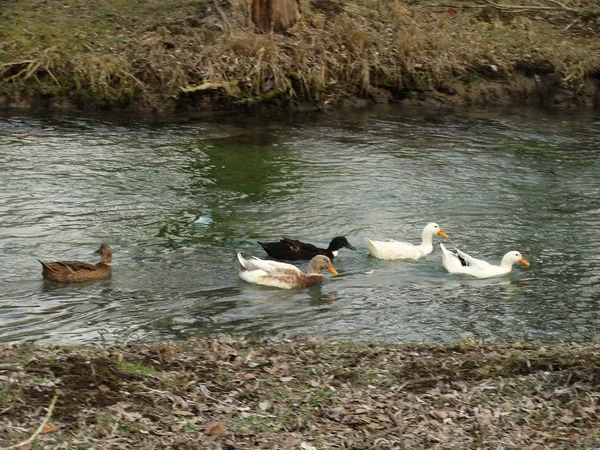 在河里的鸭子 — 图库照片