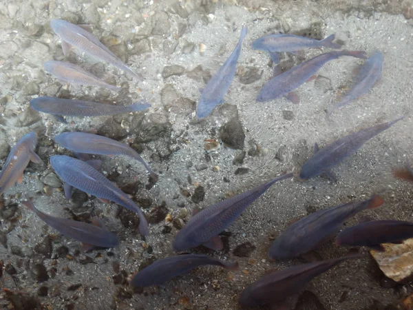 Zuchtbecken Für Schaffische — Stockfoto