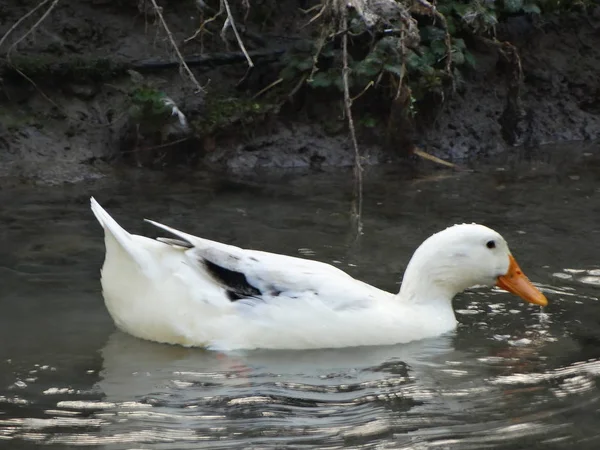 Sudaki Beyaz Ördek — Stok fotoğraf