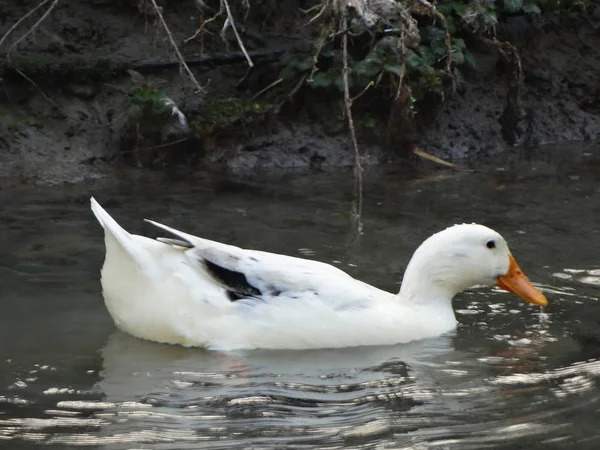 Pato Blanco Agua — Foto de Stock