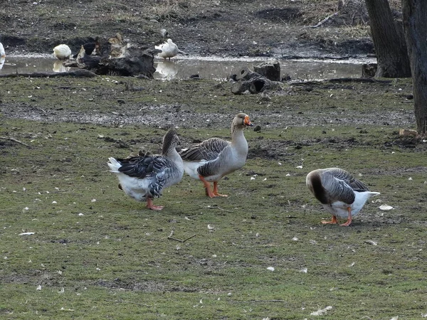 Hausgänse Auf Dem Feld — Stockfoto