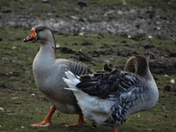 Domestic Geese Field — Stock Photo, Image