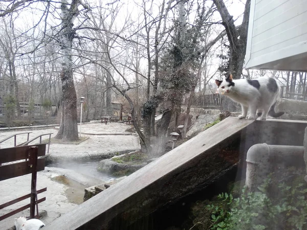 Peeking Kitty Açık Havada Yakın Çekim — Stok fotoğraf