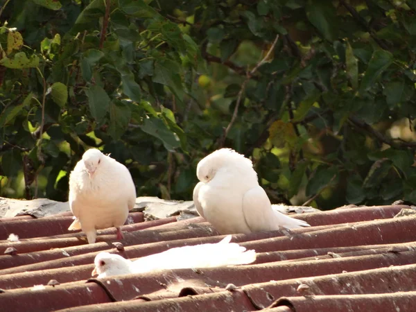 Palomas Blancas Tejado Una Casa Durante Día — Foto de Stock