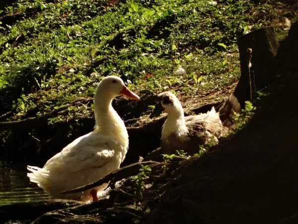 Patos Blancos Cerca Del Río — Foto de Stock