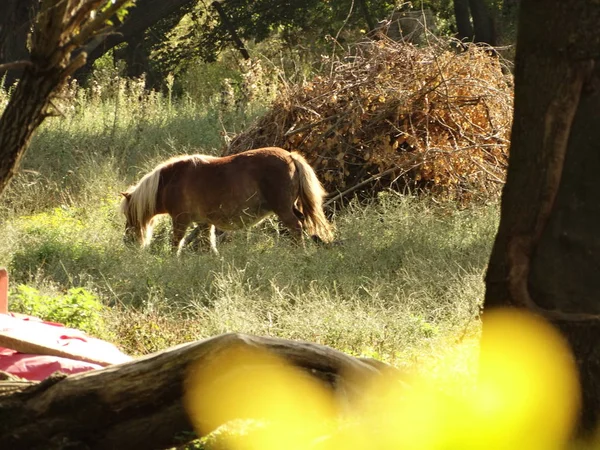 Perto Pony Nature — Fotografia de Stock