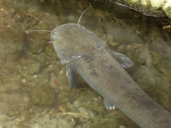 Piscine Élevage Blé Poisson — Photo