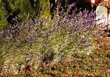Vahşi mor çiçekler yakın çekim 