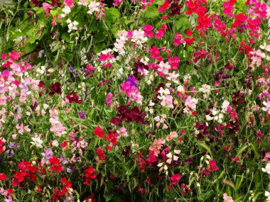 Vahşi pembe ve beyaz çiçekler