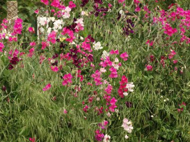 Vahşi pembe ve beyaz çiçekler