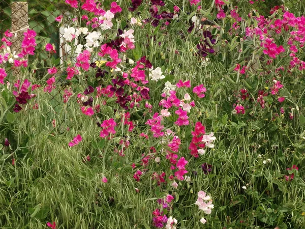 Vahşi pembe ve beyaz çiçekler