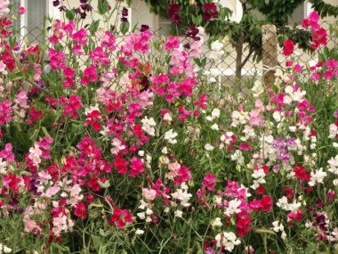 Vahşi pembe ve beyaz çiçekler