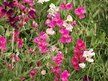 Vahşi pembe ve beyaz çiçekler