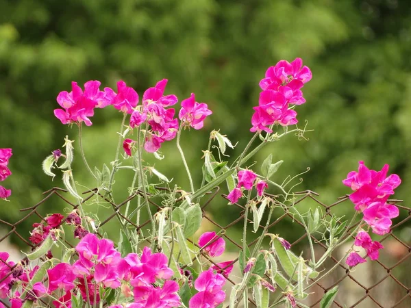 Дикий Розовый Белые Цветки — стоковое фото