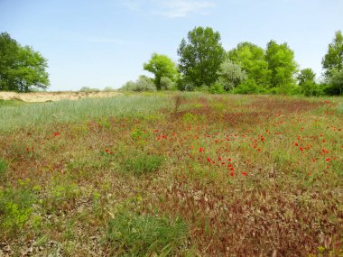 Kırmızı gelincikler tarlası