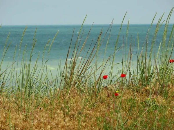 ターコイズの海の水の背景に赤いケシ — ストック写真
