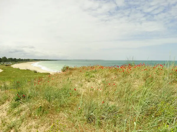 Wilde Meeresküste Mit Roten Mohnblumen — Stockfoto