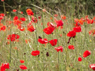 Kırmızı gelincikler tarlası