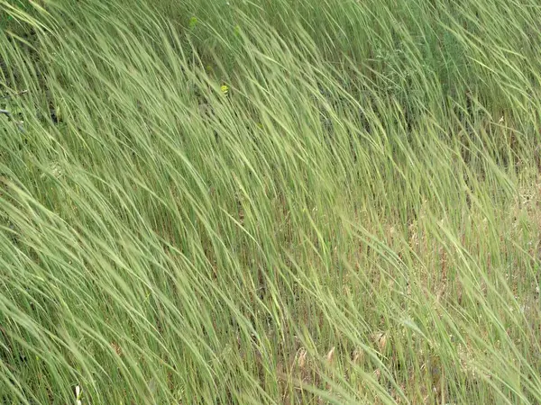 Campo Grama Verde — Fotografia de Stock