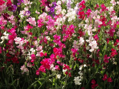 Beyaz ve pembe vahşi çiçekler