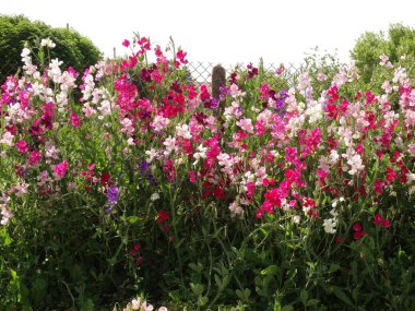 Beyaz ve pembe vahşi çiçekler