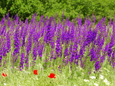 Lavanta alan yakın çekim 